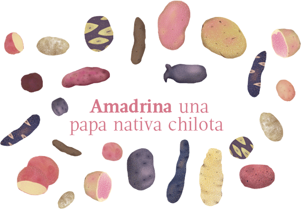 amadrina